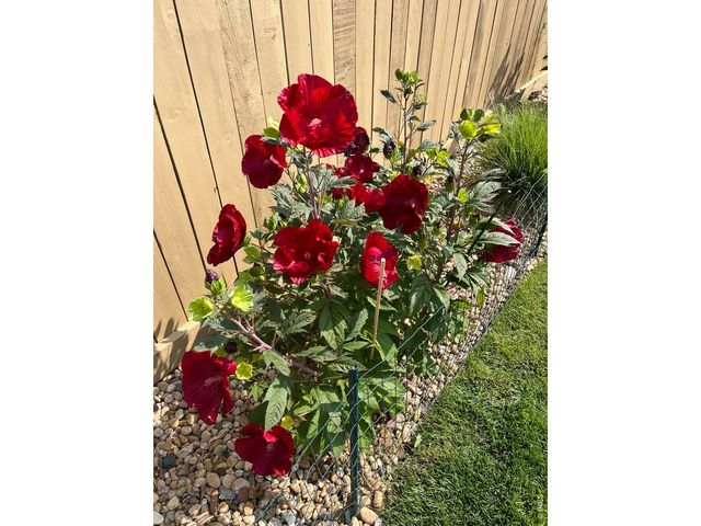 6992 Meadow Rain Way, Wellington, CO 80549