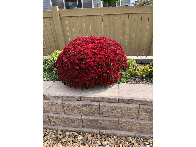 6992 Meadow Rain Way, Wellington, CO 80549