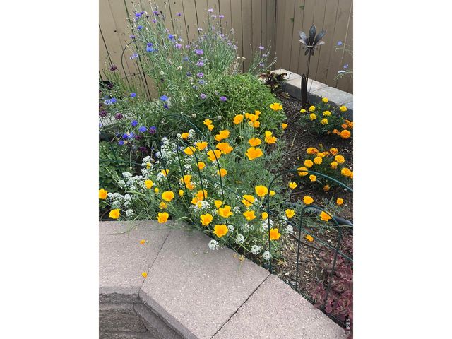 6992 Meadow Rain Way, Wellington, CO 80549