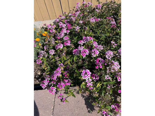 6992 Meadow Rain Way, Wellington, CO 80549