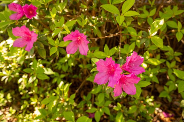 5321 Chantilly Lane, North Charleston, SC 29418