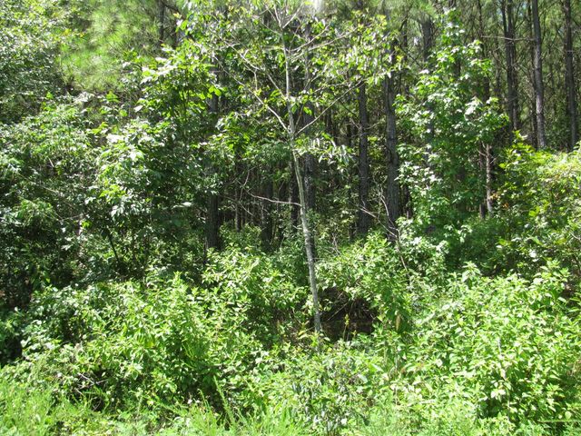 TBD JOSEE'S JOURNEY, Nashoba, OK 74558