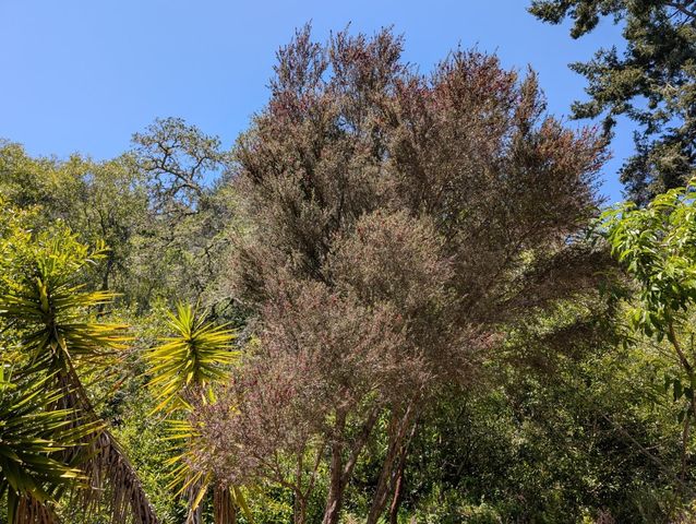 4576 Paul Sweet Road, Santa Cruz, CA 95065