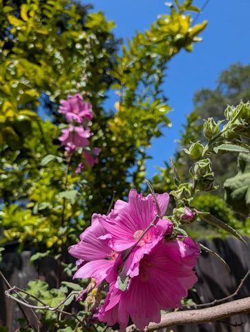4576 Paul Sweet Road, Santa Cruz, CA 95065