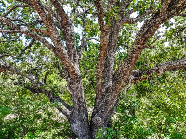 000 County Road 2615, Ivanhoe, TX 75447