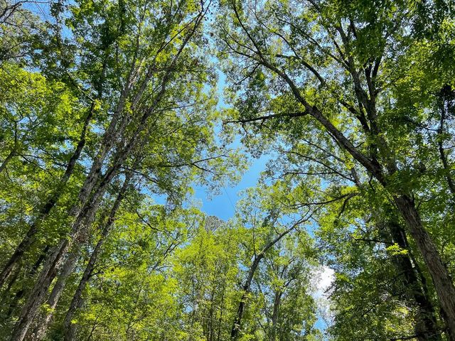 1 New Haven Road, Milam, TX 75948