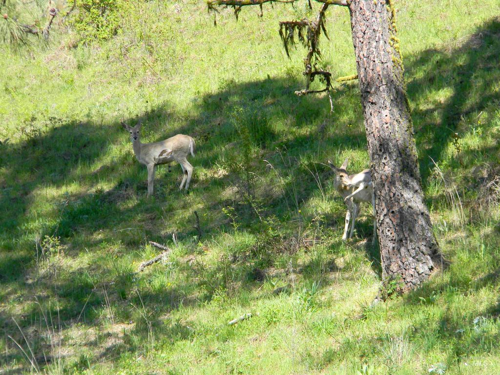 151 151 Ranta Rd, Kooskia, ID 83539 photo 32