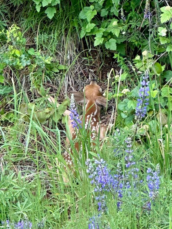 151 151 Ranta Rd, Kooskia, ID 83539 photo 33