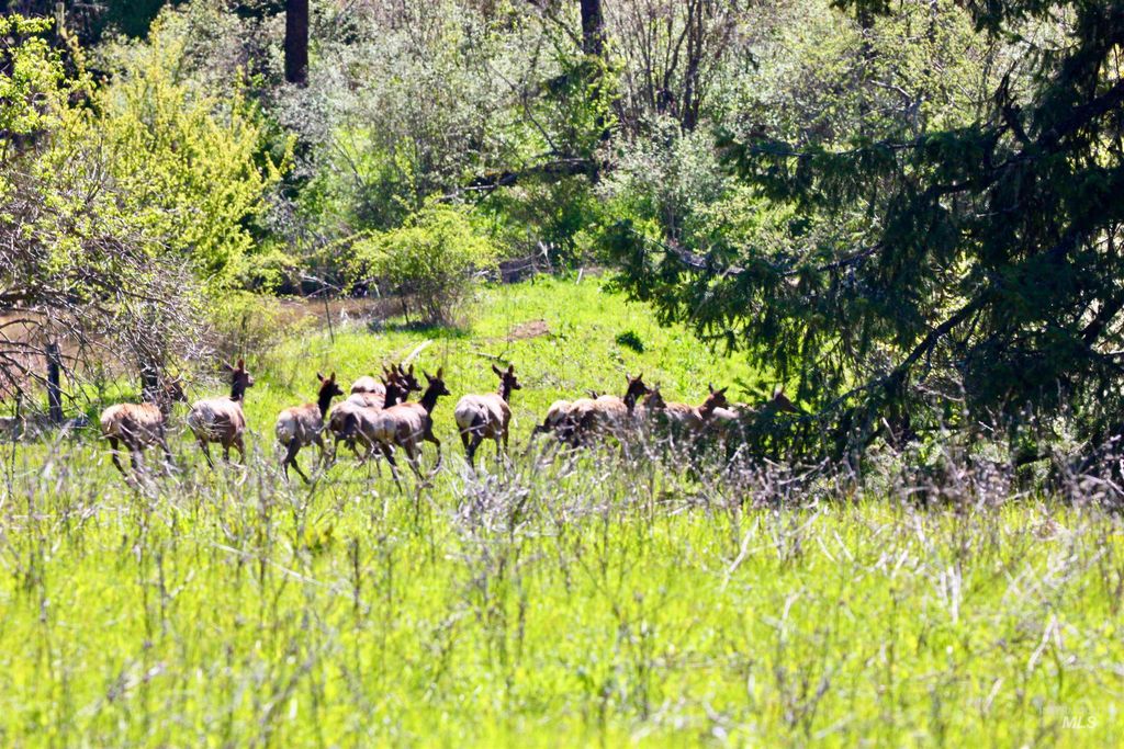 151 151 Ranta Rd, Kooskia, ID 83539 photo 5