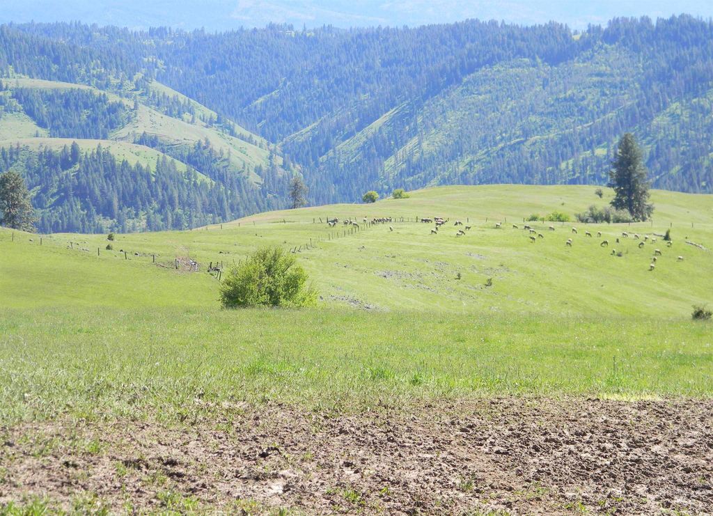 151 151 Ranta Rd, Kooskia, ID 83539 photo 6