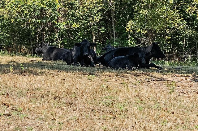 23 Pack Road, Noel, MO 64854