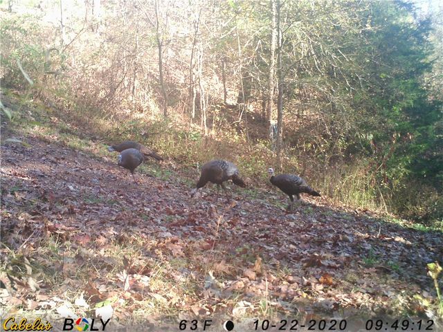 23 Pack Road, Noel, MO 64854