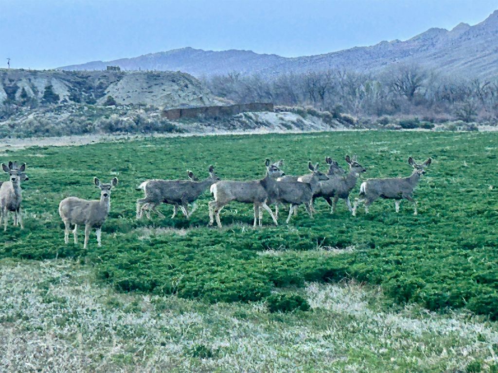 3141 Road 26 1/2, Greybull, WY 82426 photo 88