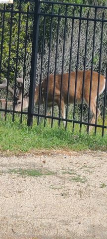 5143 Saddle Brook DR, Oakland, CA 94619