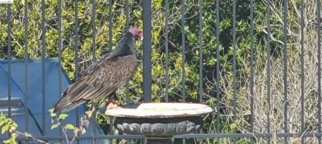 5143 Saddle Brook DR, Oakland, CA 94619