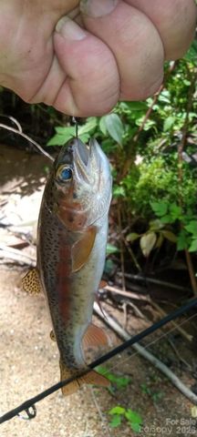 110 South Fork Trail 10, Lake Toxaway, NC 28747