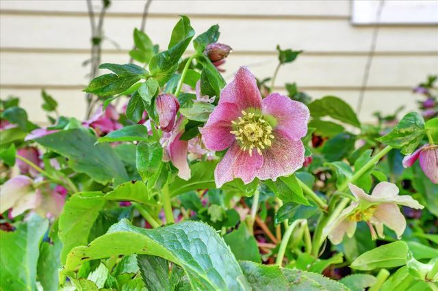 143 Scotia Pines Cir, Grass Valley, CA 95945