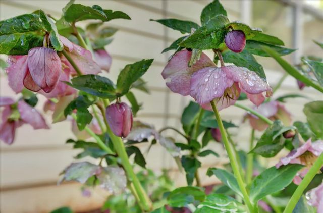 143 Scotia Pines Cir, Grass Valley, CA 95945