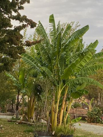 11786 Walmort Rd, Wilton, CA 95693