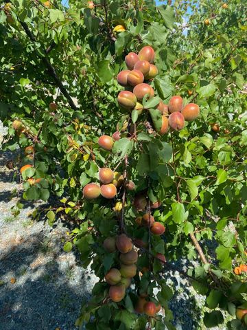 11786 Walmort Rd, Wilton, CA 95693