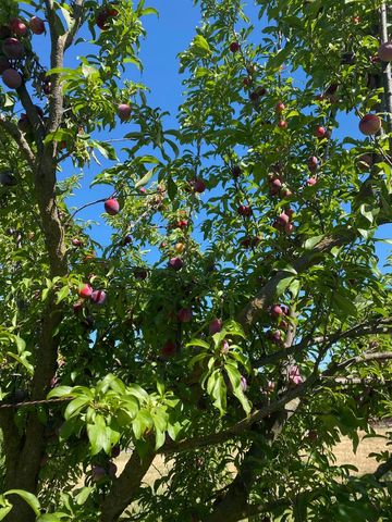 11786 Walmort Rd, Wilton, CA 95693