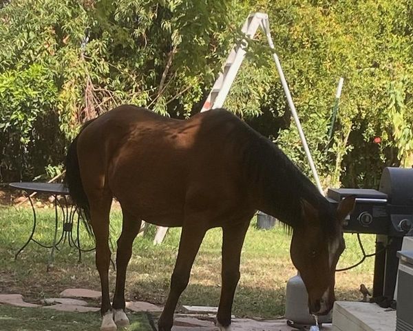 11786 Walmort Rd, Wilton, CA 95693