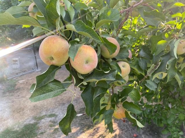 11786 Walmort Rd, Wilton, CA 95693