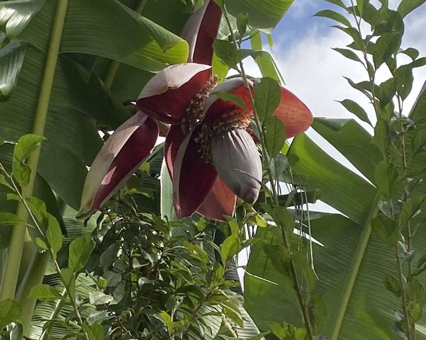 11786 Walmort Rd, Wilton, CA 95693