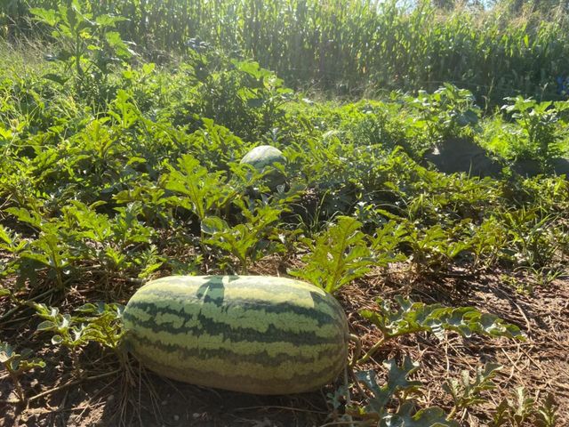 11786 Walmort Rd, Wilton, CA 95693