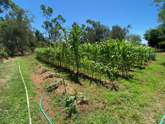 11786 Walmort Rd, Wilton, CA 95693