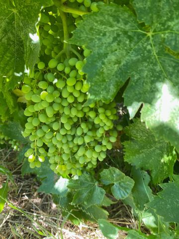 11786 Walmort Rd, Wilton, CA 95693