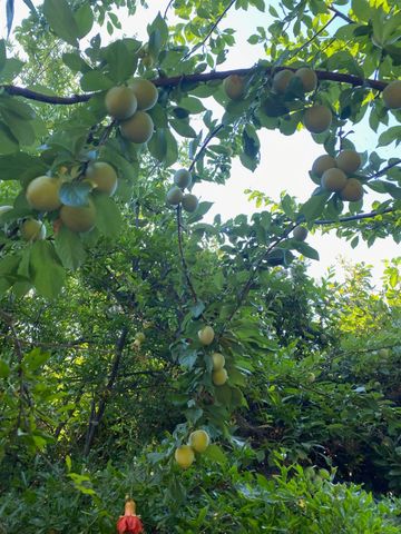 11786 Walmort Rd, Wilton, CA 95693