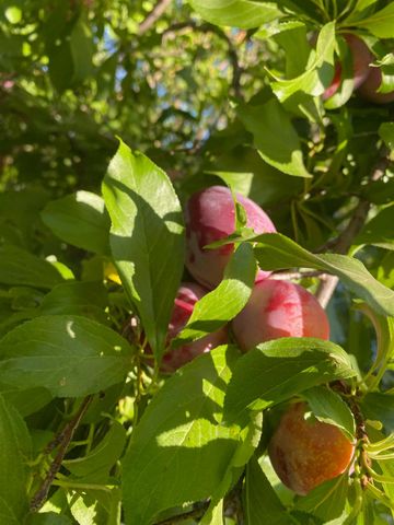 11786 Walmort Rd, Wilton, CA 95693