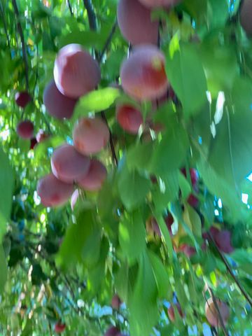 11786 Walmort Rd, Wilton, CA 95693