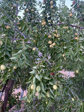 11786 Walmort Rd, Wilton, CA 95693