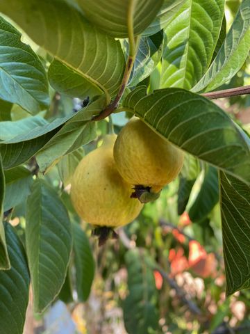 11786 Walmort Rd, Wilton, CA 95693