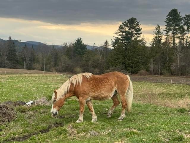 1388 Taylor Farm Road, Marshfield, VT 05668