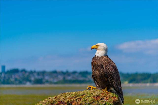0 Night Heron Drive, Blaine, WA 98230