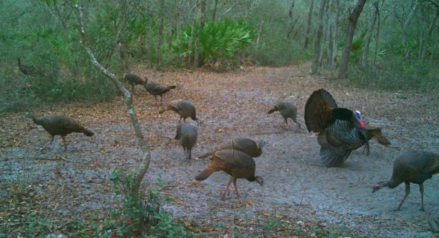 4125 TIGER CREEK TRL, Lake Wales, FL 33898