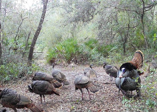 4125 TIGER CREEK TRL, Lake Wales, FL 33898