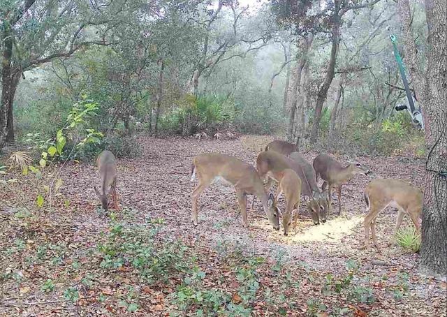 4125 TIGER CREEK TRL, Lake Wales, FL 33898