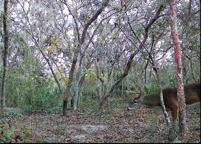 4125 TIGER CREEK TRL, Lake Wales, FL 33898