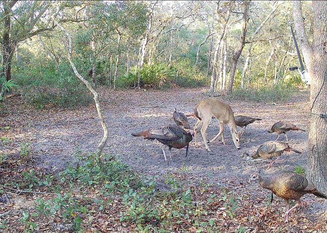 4125 TIGER CREEK TRL, Lake Wales, FL 33898