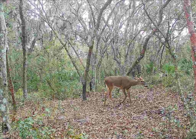 4125 TIGER CREEK TRL, Lake Wales, FL 33898