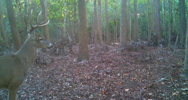 4125 TIGER CREEK TRL, Lake Wales, FL 33898