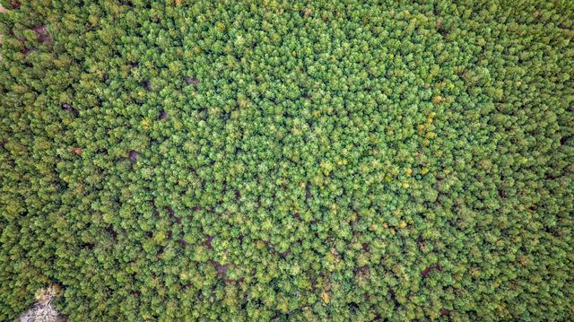 LOT 5 Creek Landing Rd, Nichols, SC 29581