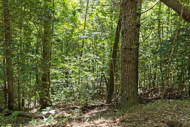 Lot 1 Natures Way, Blue Ridge, GA 30513