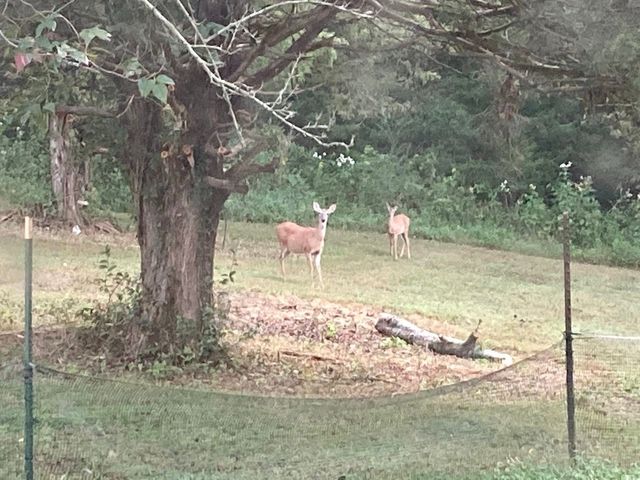 3203 Statesville Rd, Watertown, TN 37184