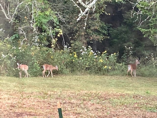 3203 Statesville Rd, Watertown, TN 37184