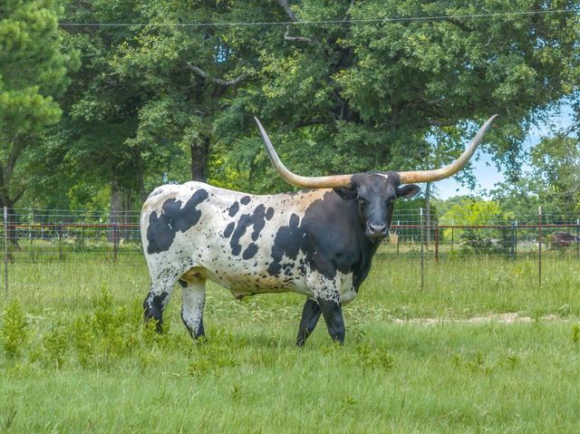 132 Private Road 7105, Edgewood, TX 75117